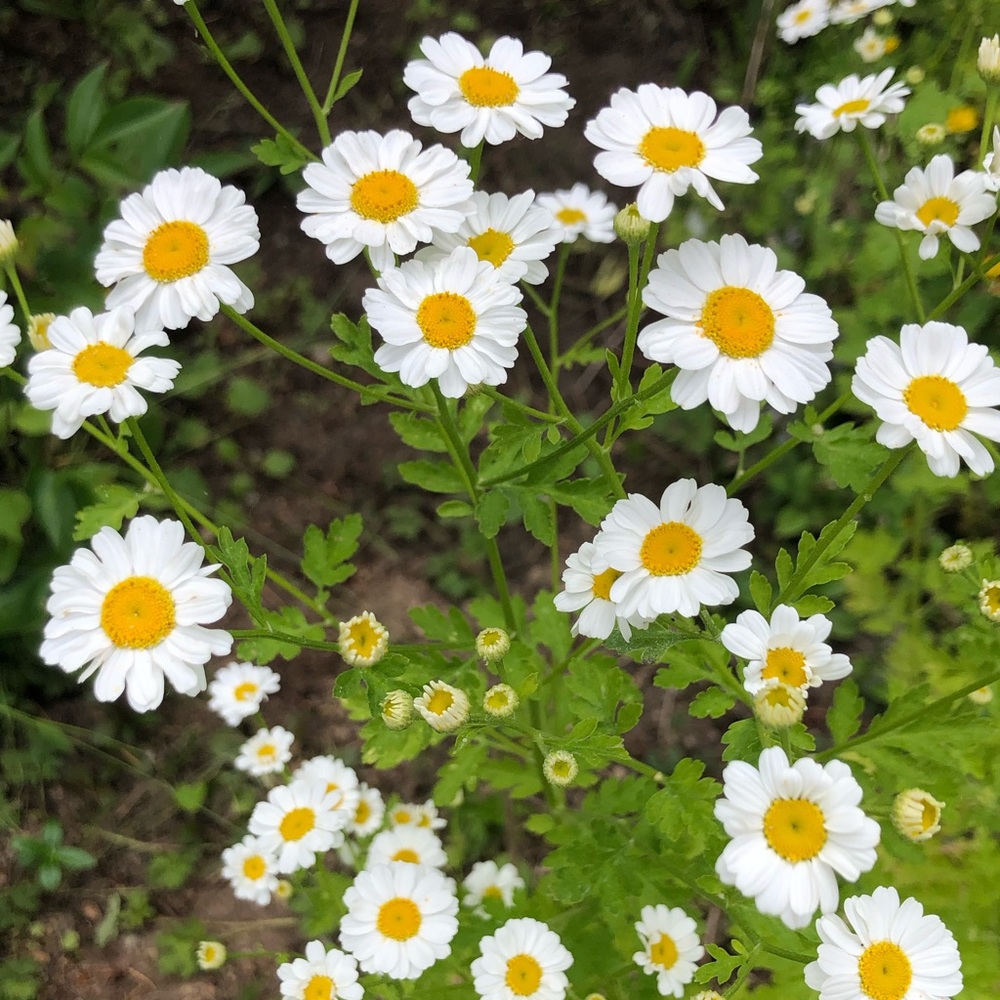 Meet your Posher, Jontal